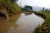 Rice paddy between crops