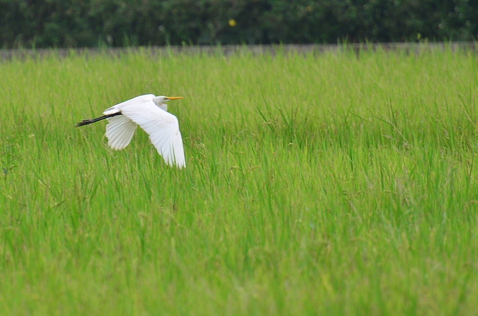 Tianliaoyang 田寮洋 DSC_4242