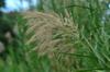 Reed flowers full of seed