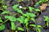 Kankong, water spinach