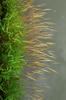 next photo: Golden grass along the pond edge