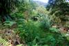 terrace overlooking the nearby stream