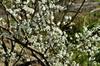 next photo: Plum trees in bloom