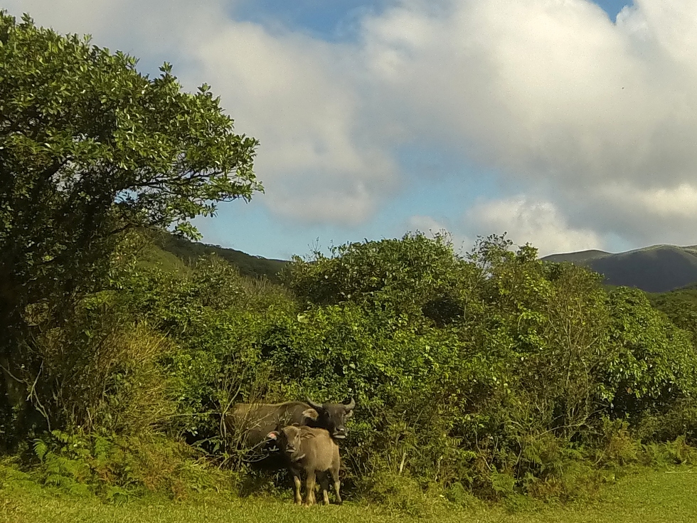 Yangmingshan 陽明山 GOPR1244