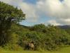 water buffalo family