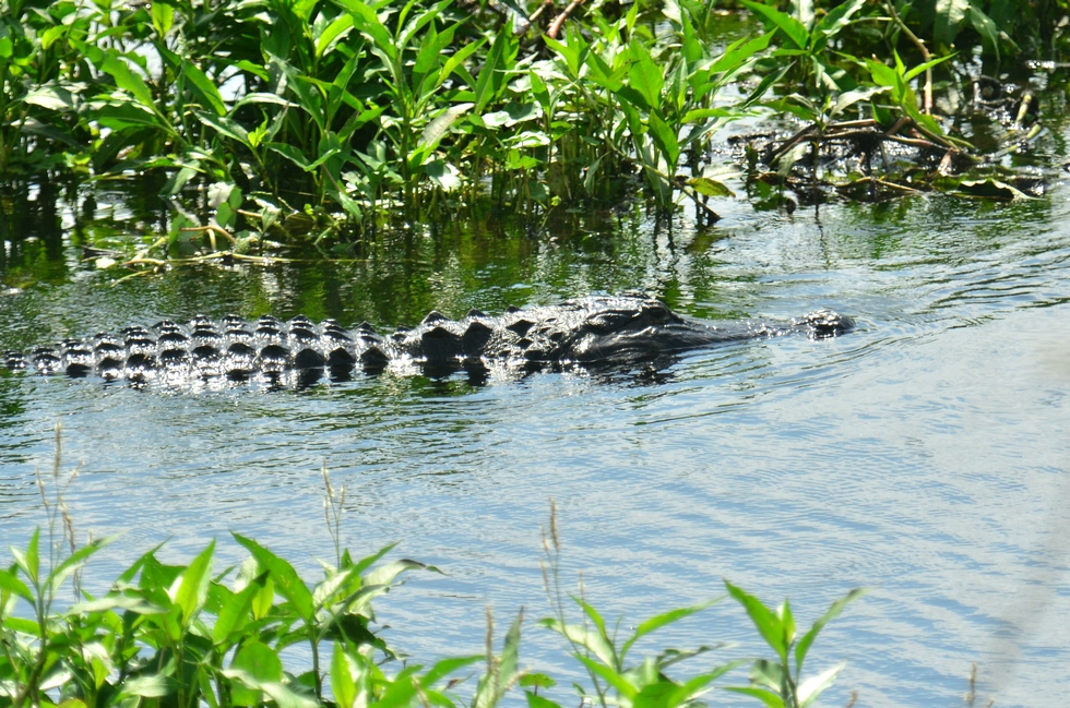 Florida DSC_5484