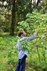 blueberry harvest