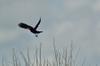 red-winged blackbird (Agelaius phoeniceus)