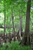 cypress knees