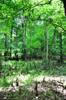 cypress knees