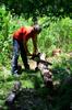 cutting up a cedar