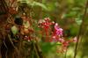 next photo: Carambola flowers