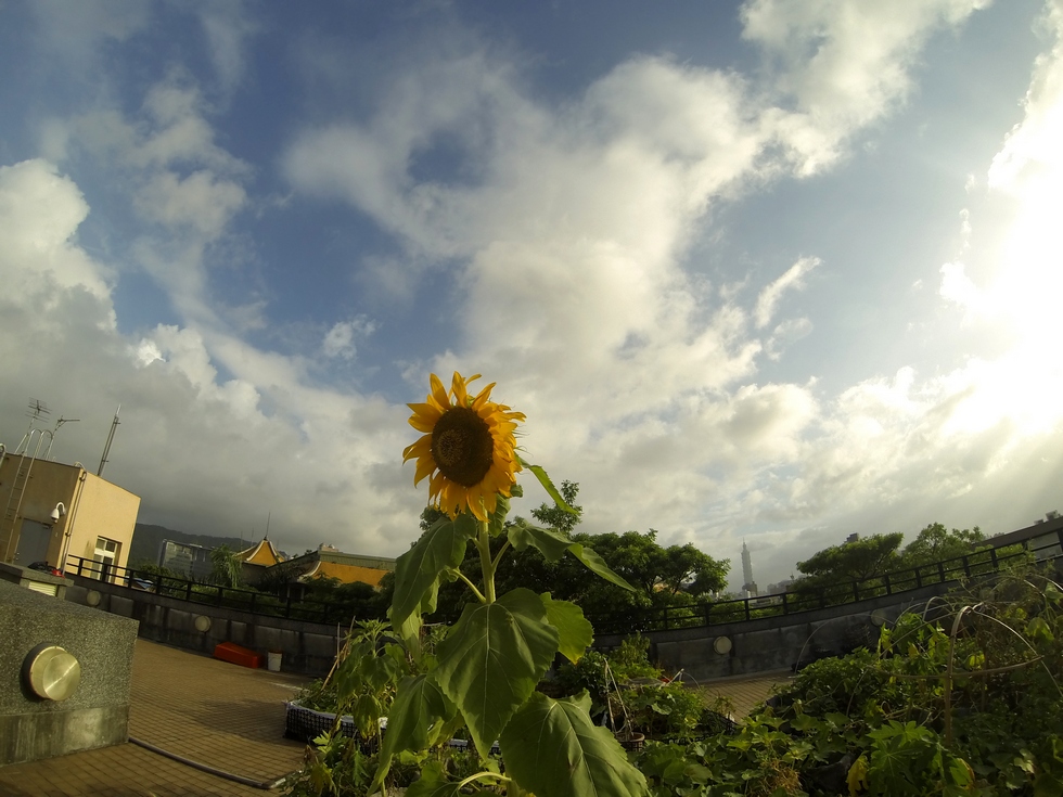 Buluo rooftop garden, July GOPR1492