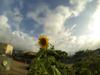 next photo: Sunflower against a pre-typhoon sky