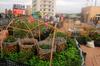 link to Buluo rooftop garden, May album