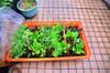 Pretty planter bed with fennel, carrots, romaine, garlic and crimson lettuce