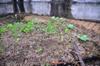 next photo: Some wheat sprouts from last year's harvest and other leafy green sprouts