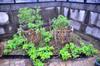 Basil and sweet potato leaves