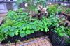 Huge nasturtium leaves