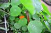 next photo: Shy nasturtium flowers