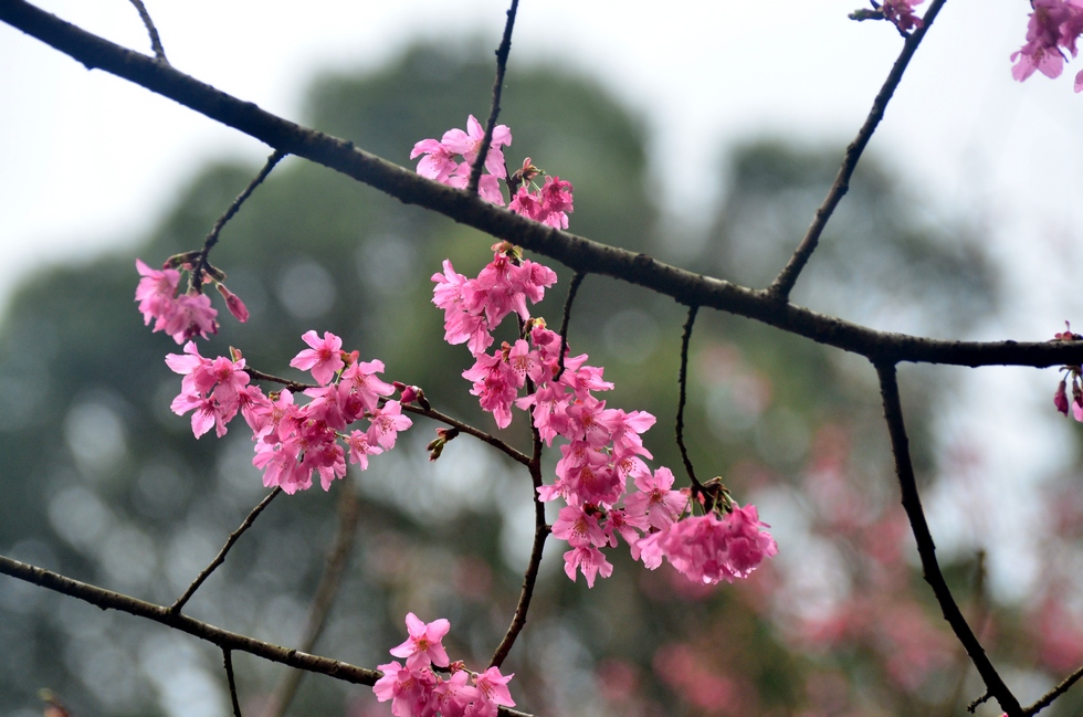 春節 Chinese New Year DSC_4708