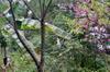 Subtropical fruiting trees: bajiao, cherry, and magao. A Taiwanese cedar  (planted) occupies the far background