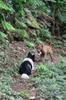 next photo: Dogs on the local forest trail, tired