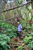 next photo: The branches of the evergreen trees form a carpet on the forest floor following Typhoon Dujuan