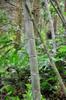 Moso Bamboo 孟宗竹  (mèngzōngzhú) Phyllostachys edulis, aka 毛竹 (máozhú)