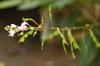 Ryukyu Long-stemmed Desmodium 琉球山螞蝗 (Liúqiú shān mǎ huáng) Hylodesmum laxum DC. subsp. laterale (Schindl.) Ohashi