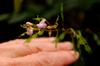 Ryukyu Long-stemmed Desmodium 琉球山螞蝗 (Liúqiú shān mǎ huáng) Hylodesmum laxum DC. subsp. laterale (Schindl.) Ohashi