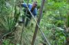 Patricia trimming back the vetiver, which we use for mulch