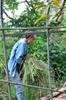 next photo: Patricia with trimmed/harvested vetiver grass (for mulch)