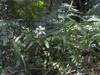 next photo: ground orchid with white flowers