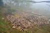 Goat poo covered by dried leaves