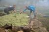 Planting the sheet-mulched beds