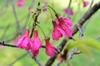 bee in the cherry blossoms