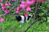 next photo: Weiwei in the cherry blossoms