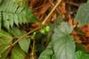 next photo: One of the native begonias 秋海棠 (qiūhǎitáng) getting ready to fruit/flower