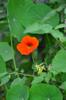 first nasturtium 金蓮花 (jīn lián huā) flowers