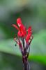 Canna spp. flower