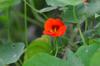 next photo: nasturtium 金蓮花 (jīn lián huā) flowers