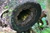 next photo: tree fern trunk