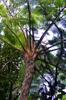 next photo: tree fern 筆筒樹 (bǐtǒng shù) Cyathea lepifera