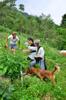 next photo: Harvesting from the overgrown garden