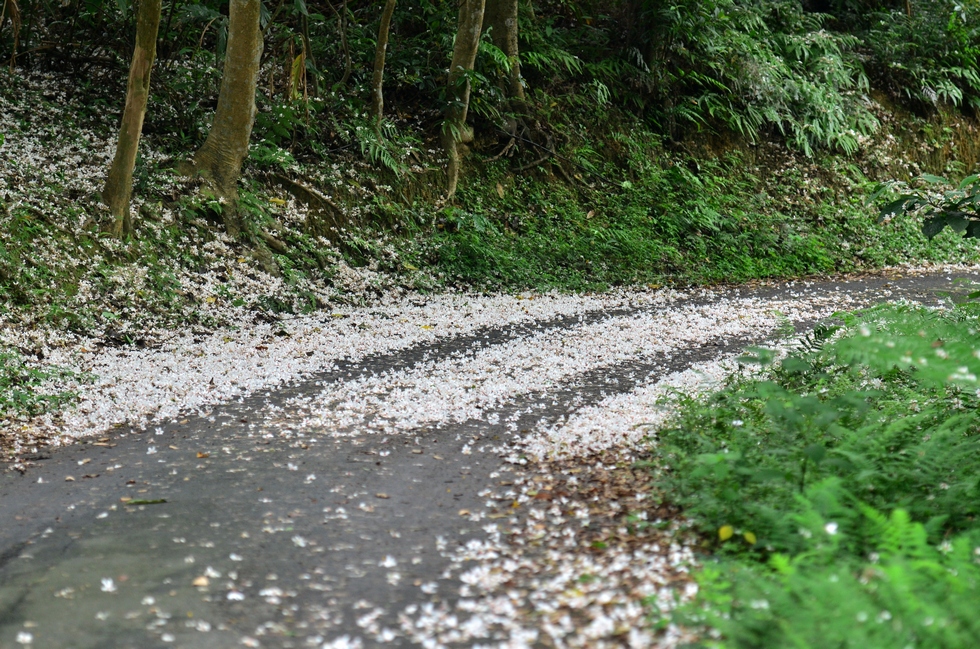 walk on Sifenzi Road 四分子產業道路 DSC_5329