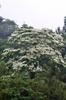 flowering Tung tree 油桐 (yóu tóng) Vernicia fordii