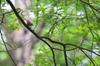 next photo: Dusky fulvetta 褐頂雀鶥 (hè dǐng què méi) Schoeniparus brunnea