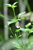 Metallic Cerulean 白波紋小灰蝶 (bái bōwén xiǎo huīdié) Jamides alecto dromicus on flowering farmers friend 咸豐草 (xiánfēng cǎo) Bidens pilosa