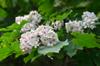 next photo: Tung tree 油桐 (yóu tóng) Vernicia fordii blossoms